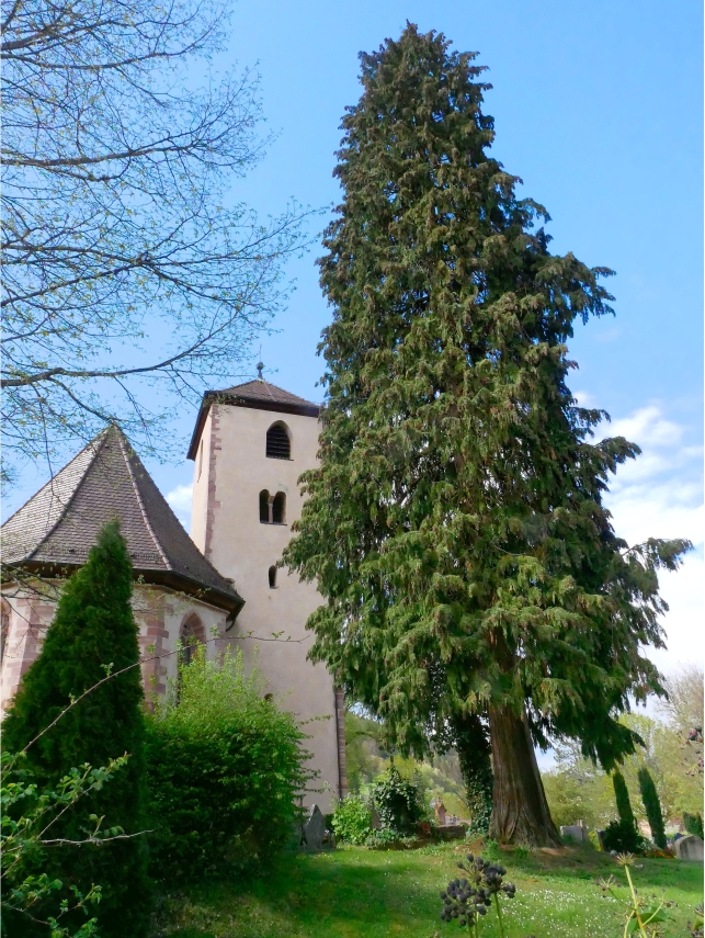 Foto des Baumes